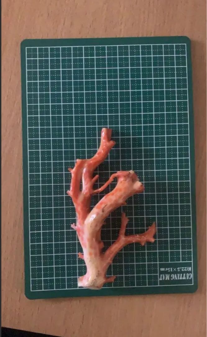 早い者勝ち　完全売り切り　珊瑚　まとめ