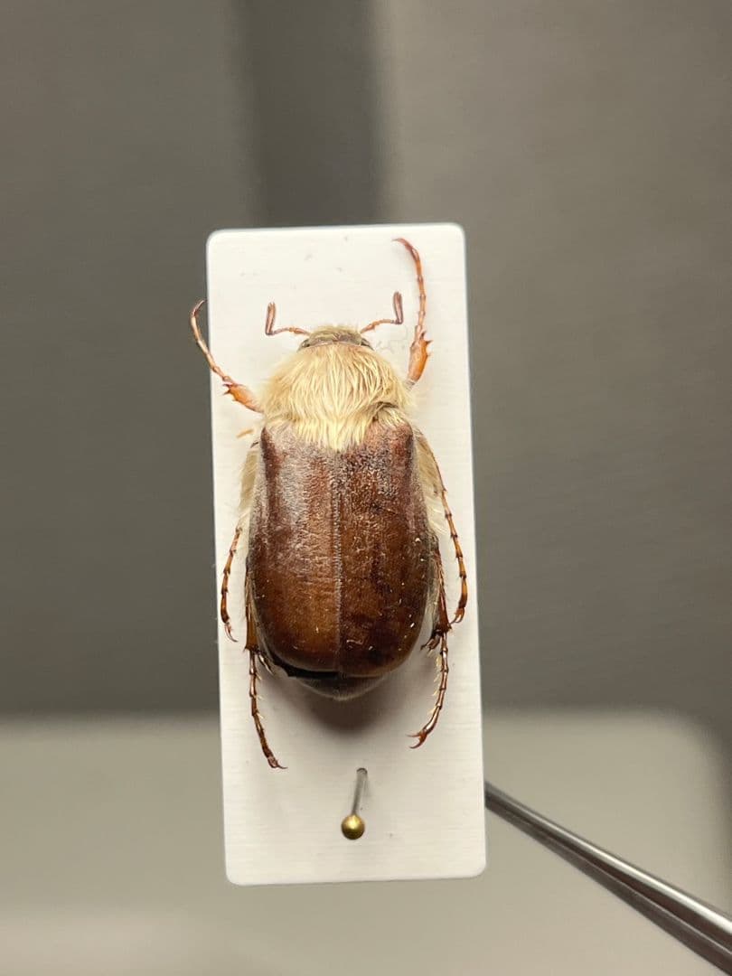 【19mm】ゴリラコガネ ライオンコガネ ウグイスコガネ標本 プラチナコガネ