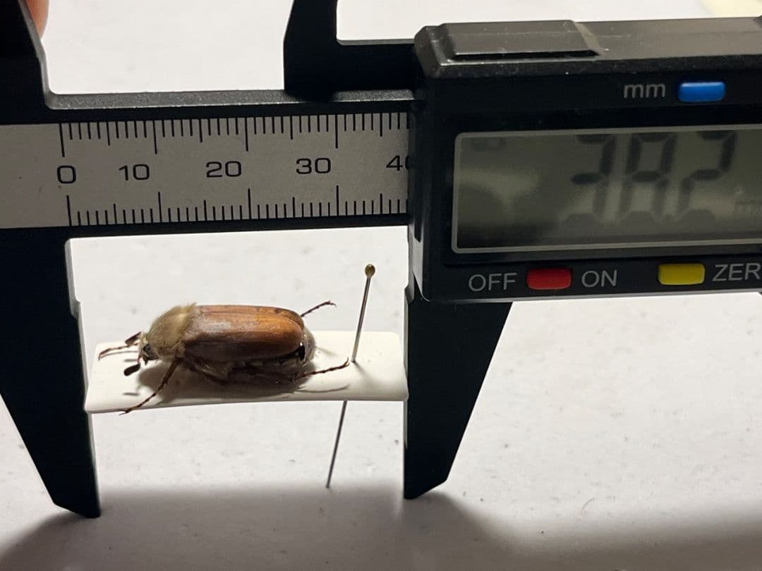 【19mm】ゴリラコガネ ライオンコガネ ウグイスコガネ標本 プラチナコガネ