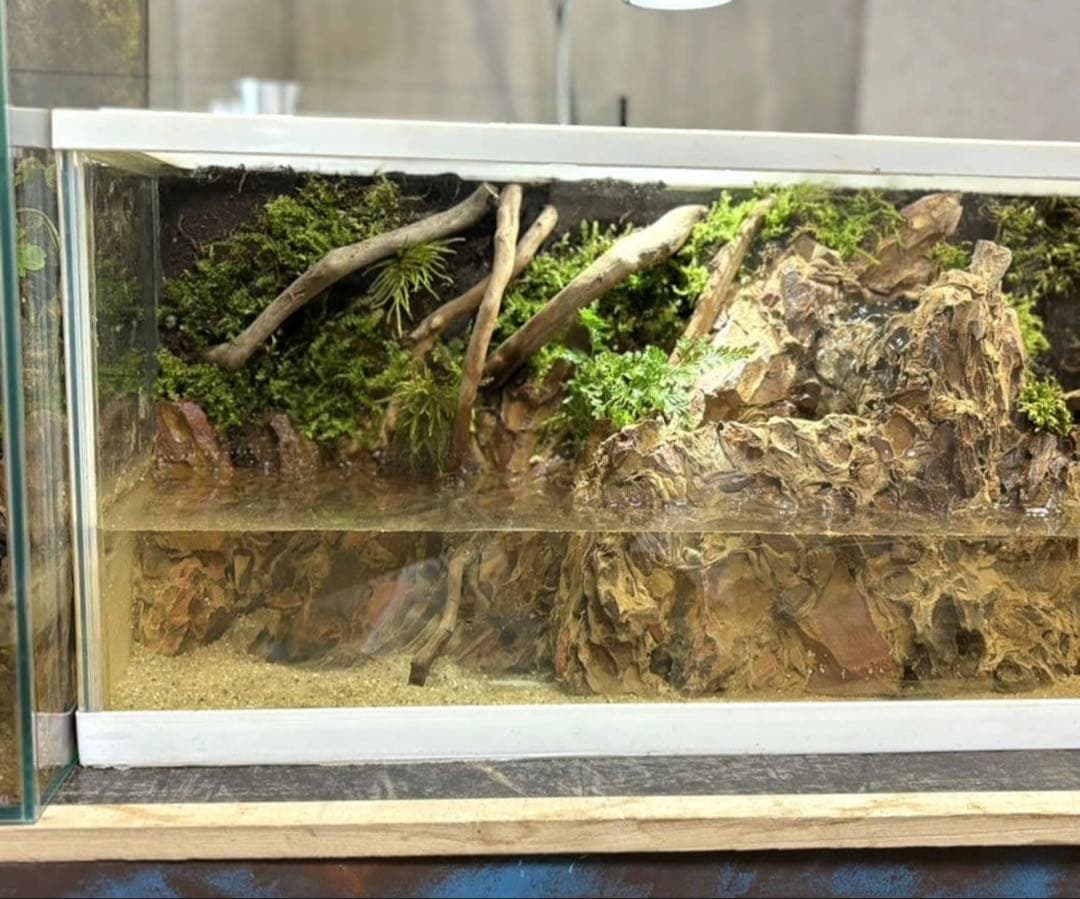 滝の流れるアクアテラリウム　イモリウム