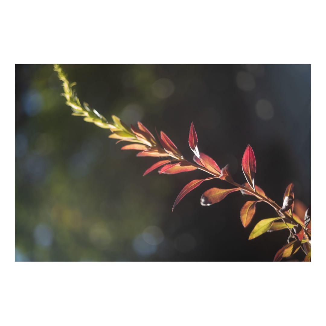 DR SUMMICRON M 50mm F2.0 おまけつき