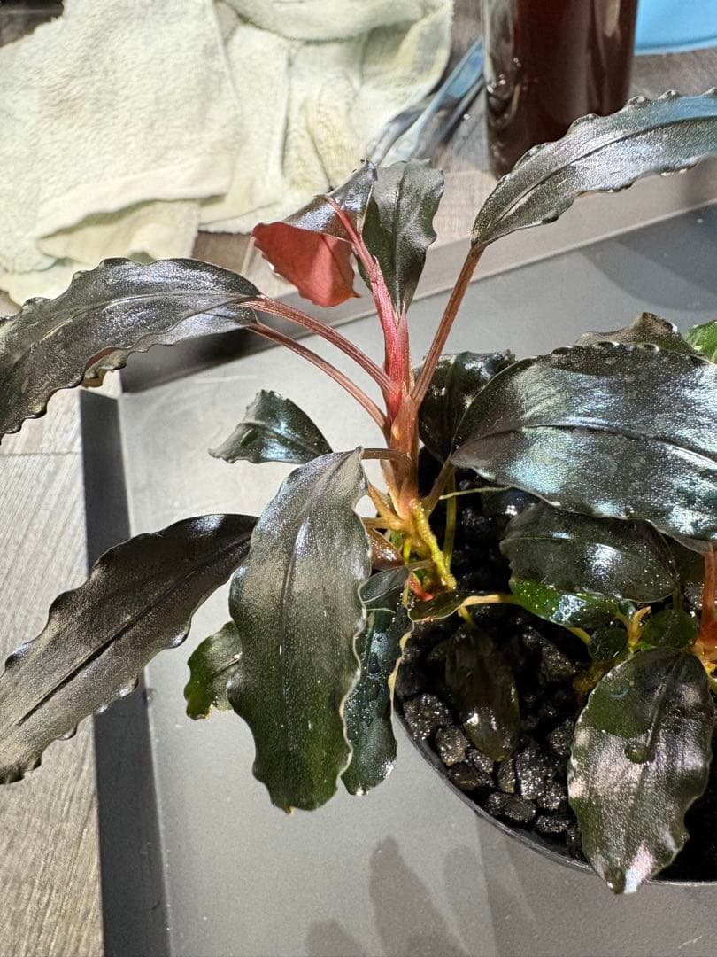 水草 Bucephalandra sp.Galaxy lic Puple