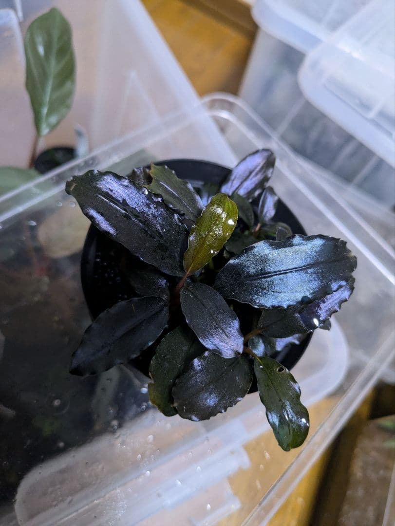 水草 Bucephalandra sp.Galaxy lic Puple