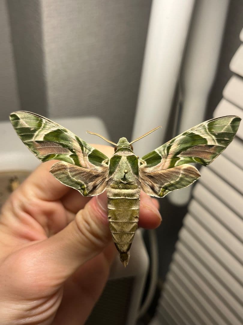 キョウチクトウスズメ 夾竹桃雀蛾 Daphnis nerii 蛾標本 蝶標本