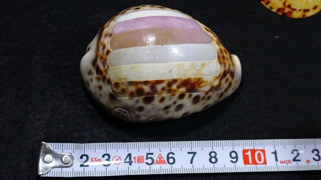 天然シェルカメオ アンティーク まとめてどうぞ