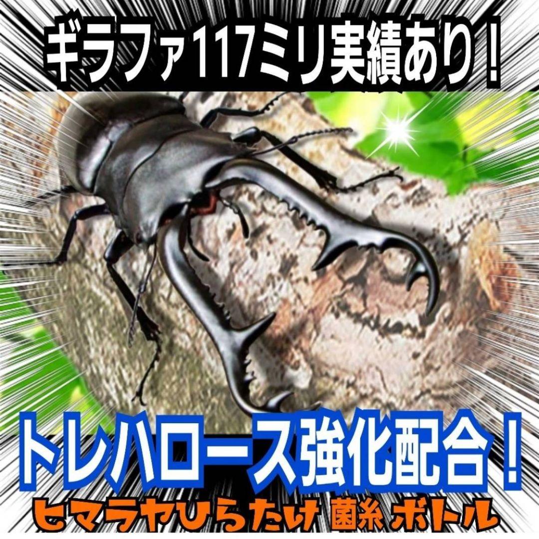 極上！ヒマラヤひらたけ菌糸瓶　特大1500mlボトル【8本】トレハロース強化配合
