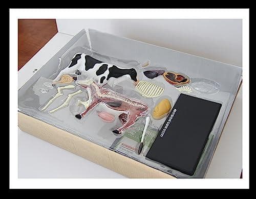 訳あり 4D VISION 乳牛 フィギュア 立体パズル 動物解剖 組立 模型