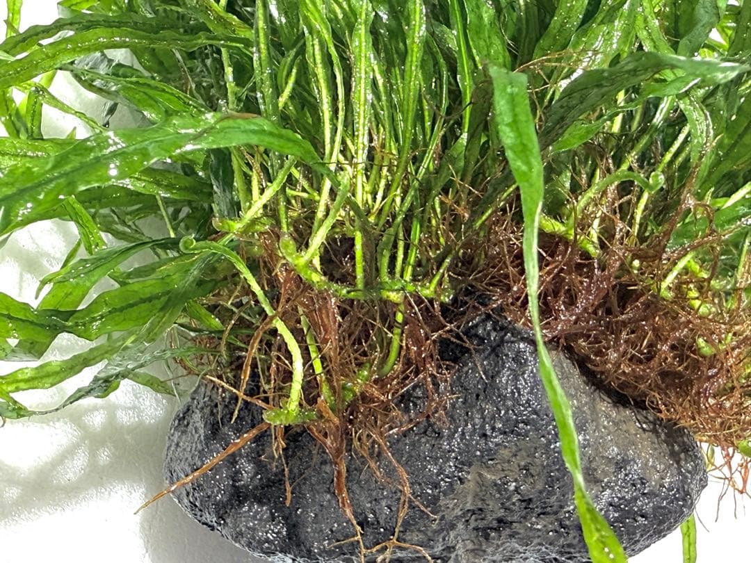 ミクロソリウム　ナローリーフ　超大型株