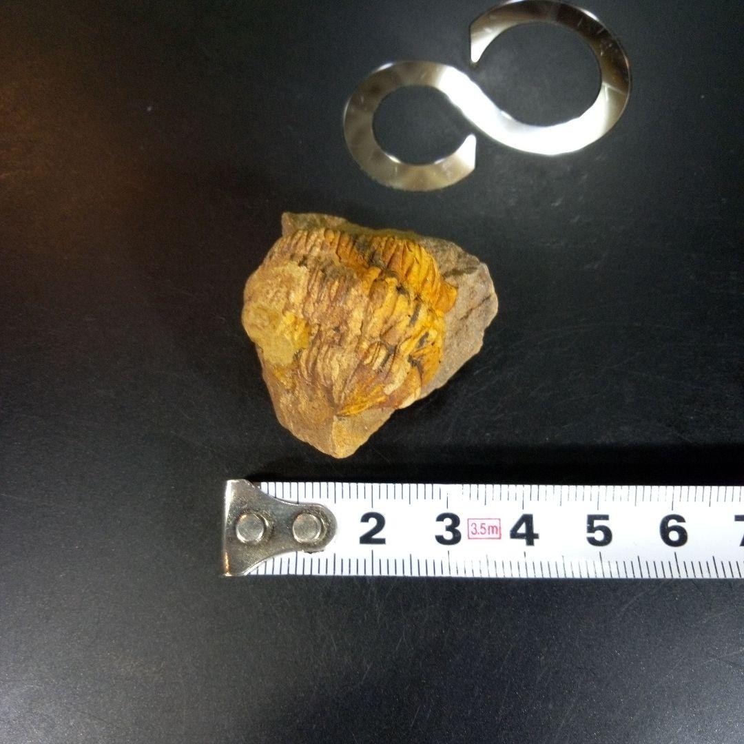 三葉虫　化石　fossil　ボリビア　trilobite　三葉虫綱　三葉虫管理⑩