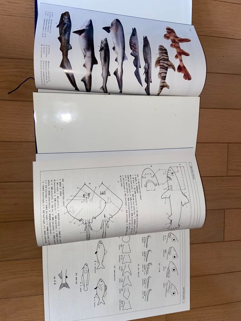 日本産魚類大図鑑 2冊セット