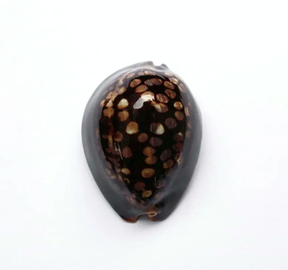 Narita様 リクエスト 4点 まとめ商品　貝殻