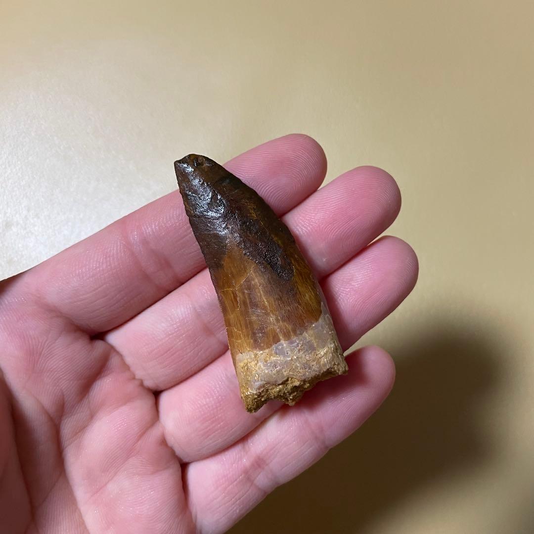 カルカロドントサウルス 化石 歯 牙 恐竜 ティラノサウルス T-REX 本物