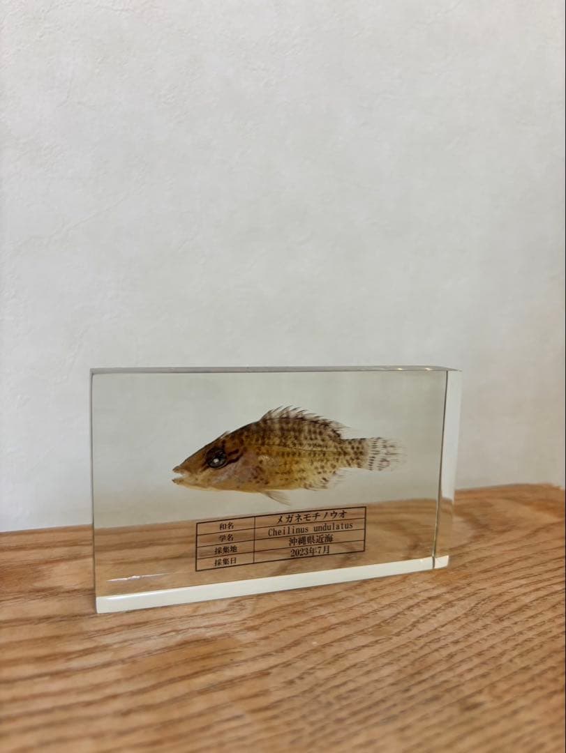 【超美品,希少種】ナポレオンフィッシュ（メガネモチノウオ）樹脂封入標本
