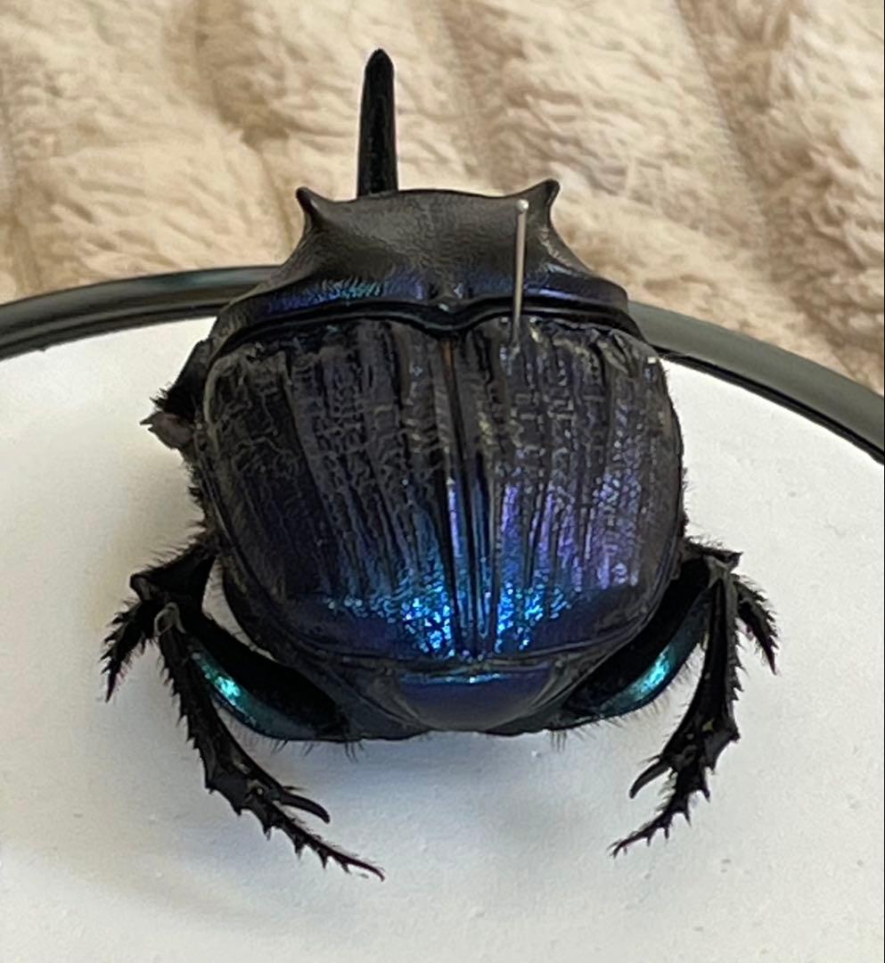 標本　ランシフェールニジダイコクコガネ　44㎜