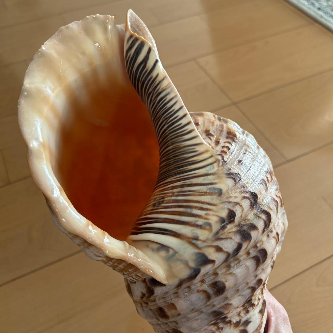 法螺貝　ホラ貝　沖縄県産　天然　貝殻 約30cm