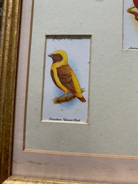 イギリスアンティーク　シガレットカード額装