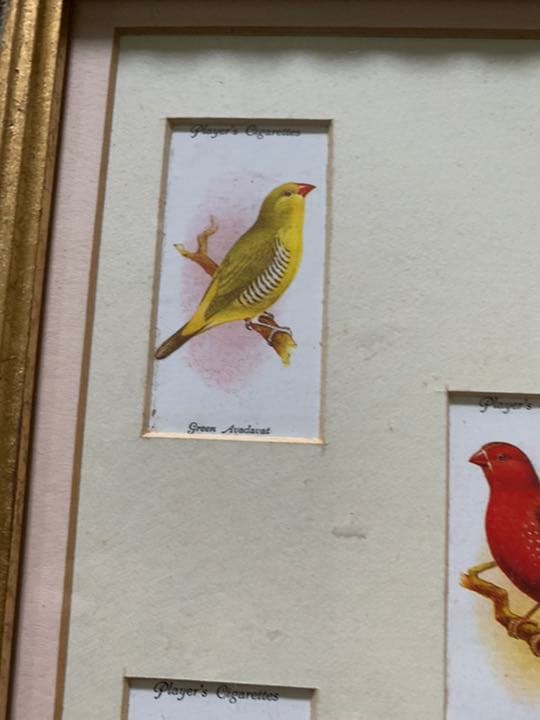 イギリスアンティーク　シガレットカード額装