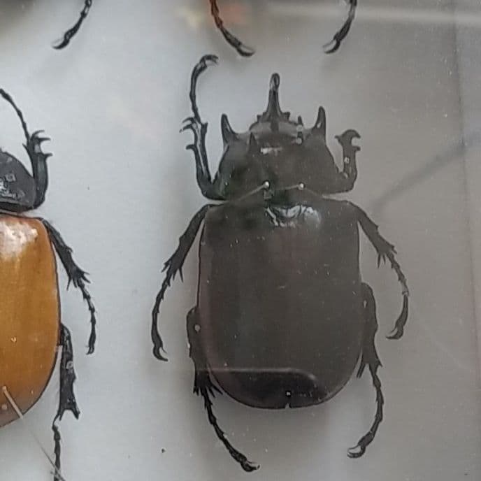 ゴホンヅノカブト系標本