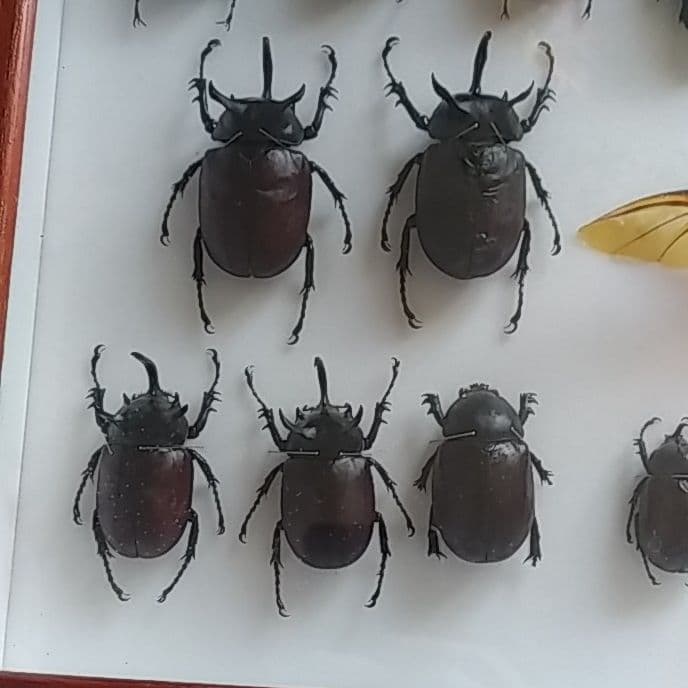 ゴホンヅノカブト系標本