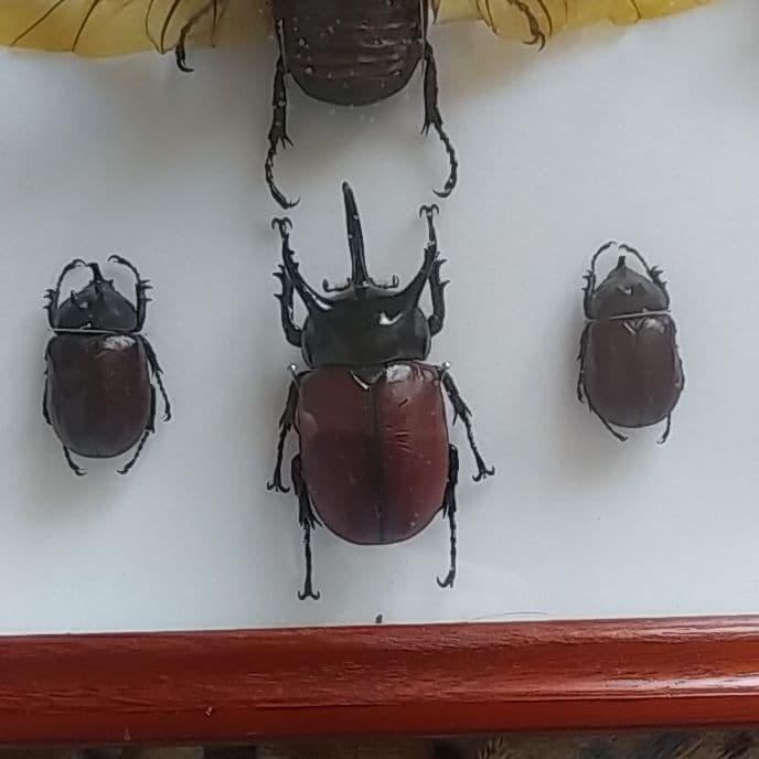 ゴホンヅノカブト系標本