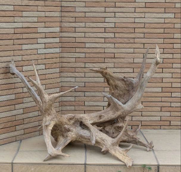 流木(630)　大型流木2点セット　アクアリウム　テラリウム