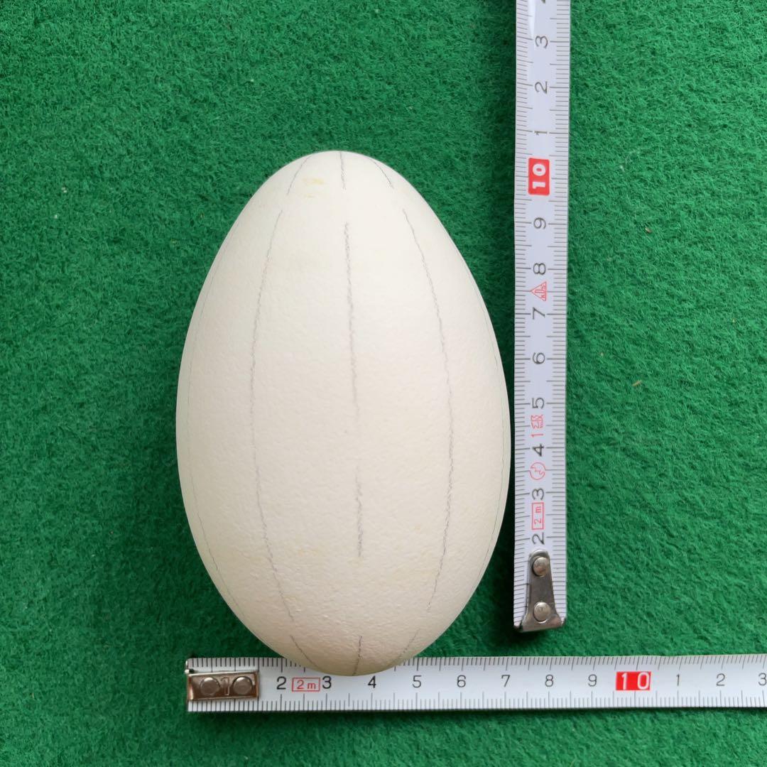 エッグアート用ガチョウの卵の殻15個と鶏の卵の殻1個