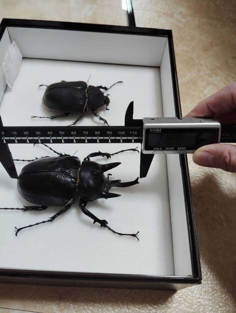 【アクティオンゾウカブトムシ】 アクティオン標本 　昆虫セット　オスメスペア