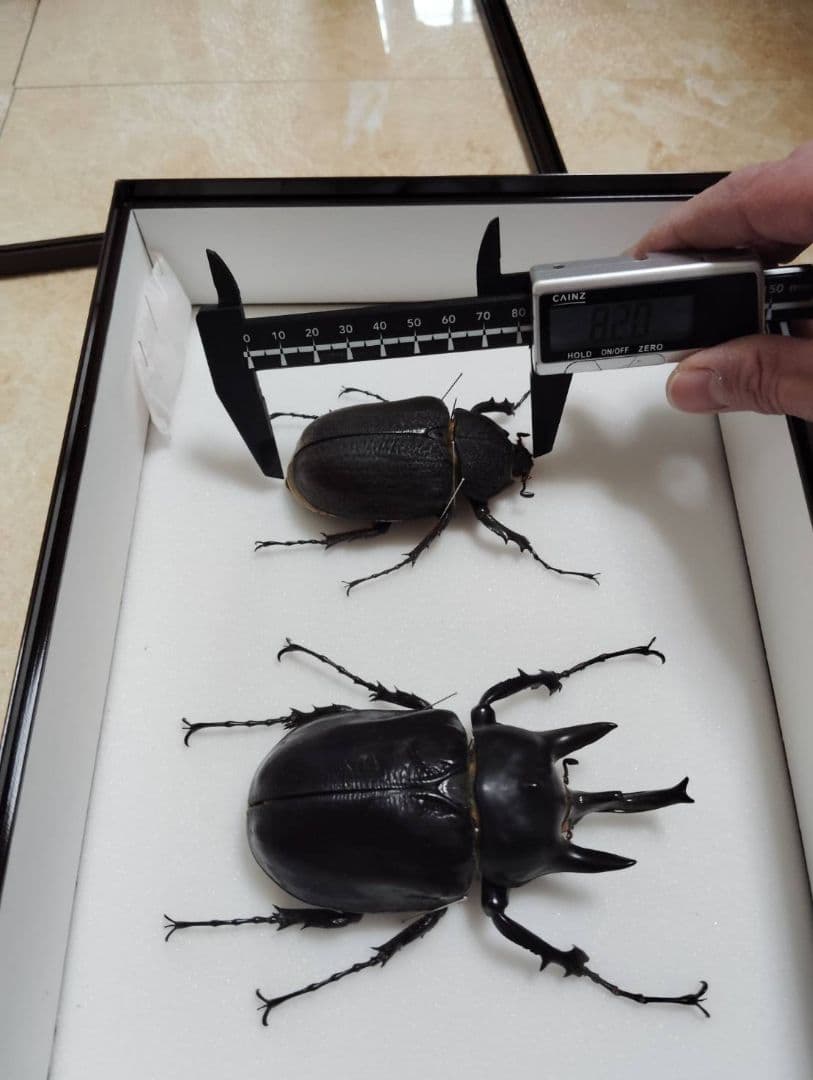 【アクティオンゾウカブトムシ】 アクティオン標本 　昆虫セット　オスメスペア