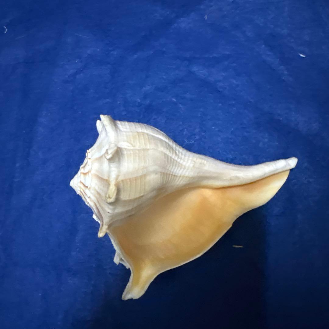 貝殻、５点セット