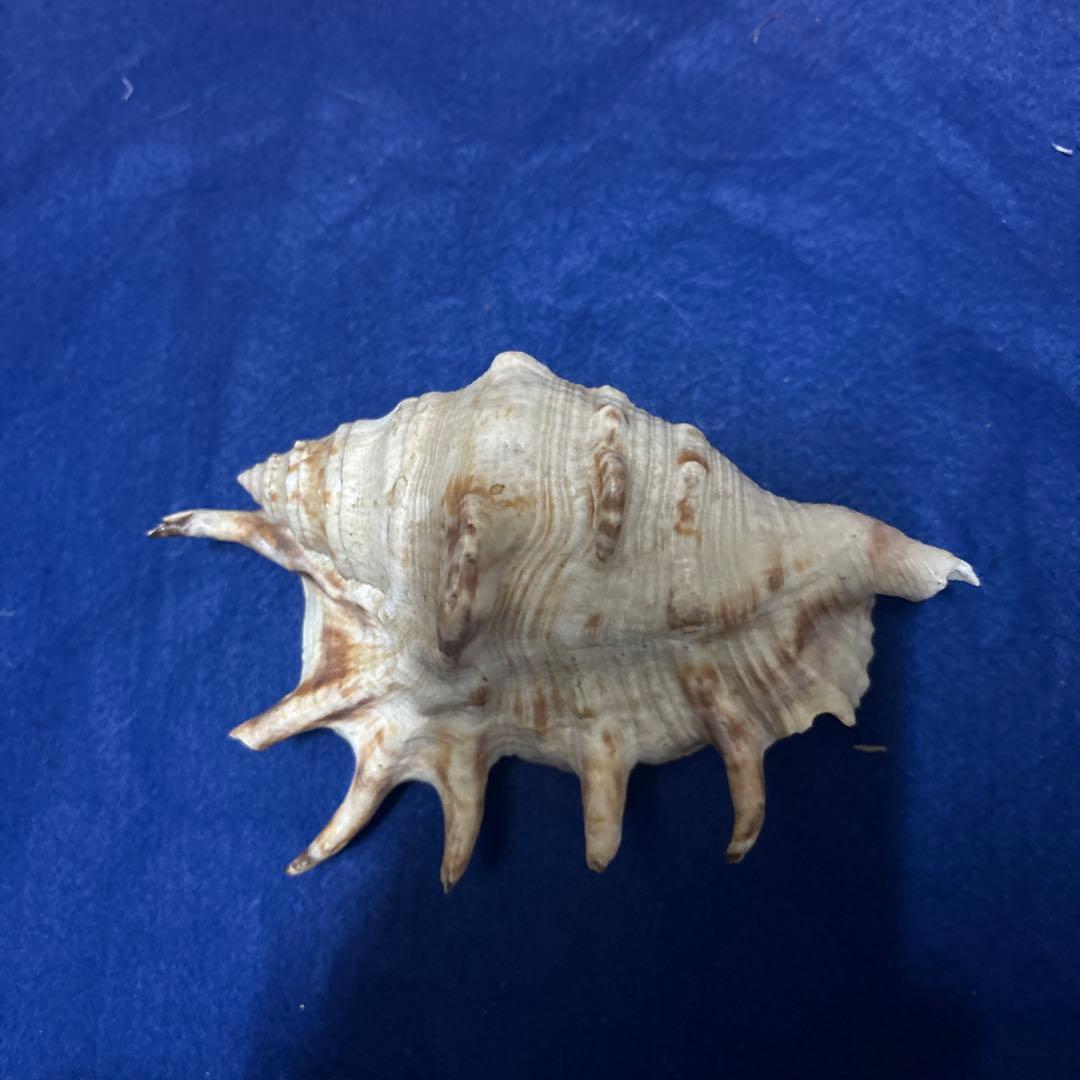 貝殻、５点セット