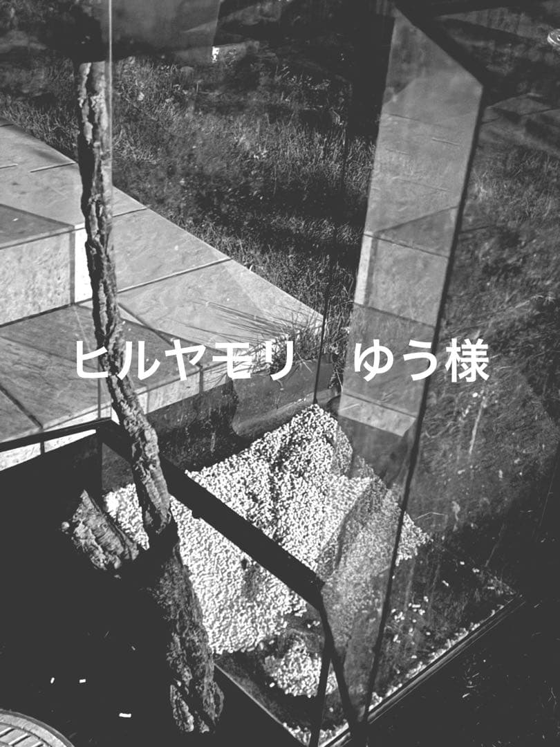 ヒルヤモリ ゆう様