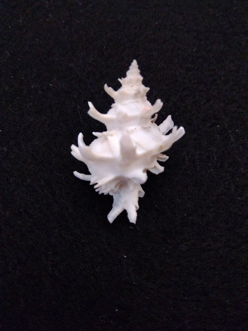 timakiboraさま専用　ヒメカセンなど３種