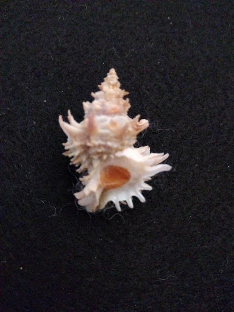 timakiboraさま専用　ヒメカセンなど３種