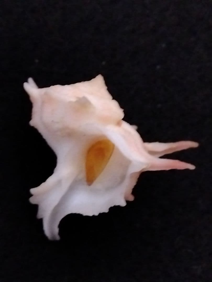 timakiboraさま専用　ヒメカセンなど３種