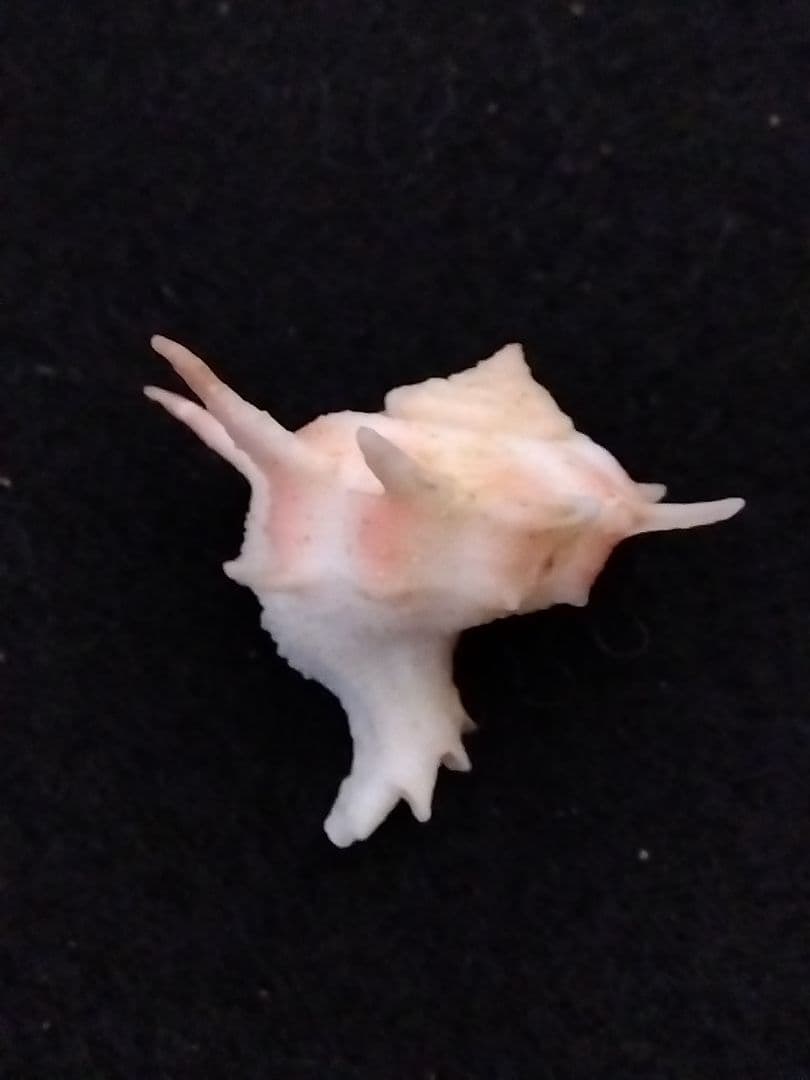 timakiboraさま専用　ヒメカセンなど３種