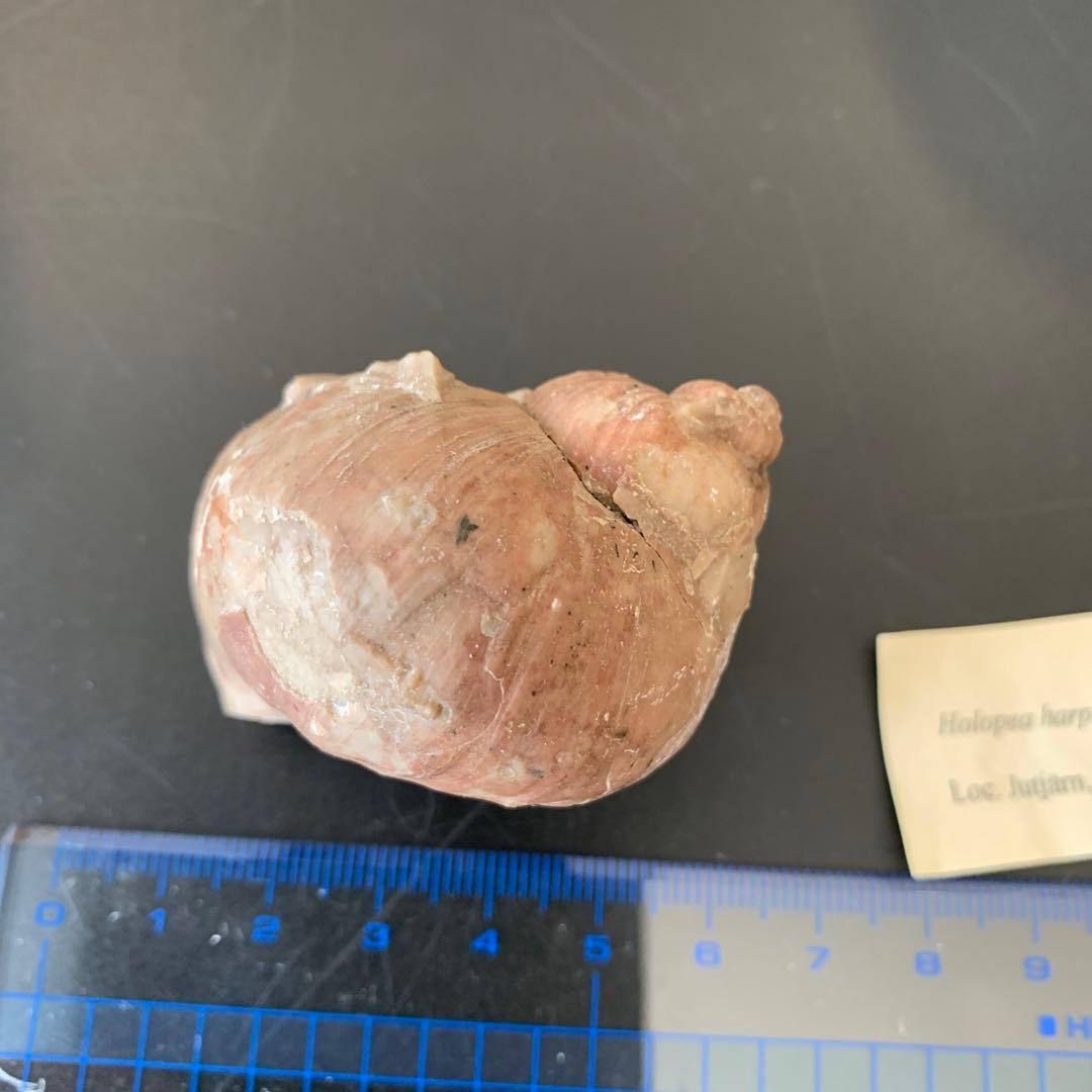 貝の化石 Holopea harpa 本物　オルドビス紀