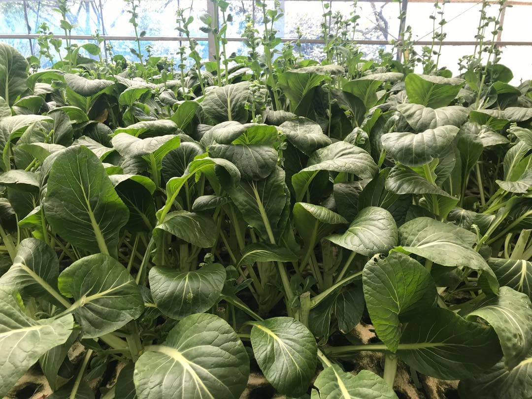 ◾️カリスマ♪♪商品◾️ 冷凍コオロギ1kg M・Lサイズ　フタホシコオロギ