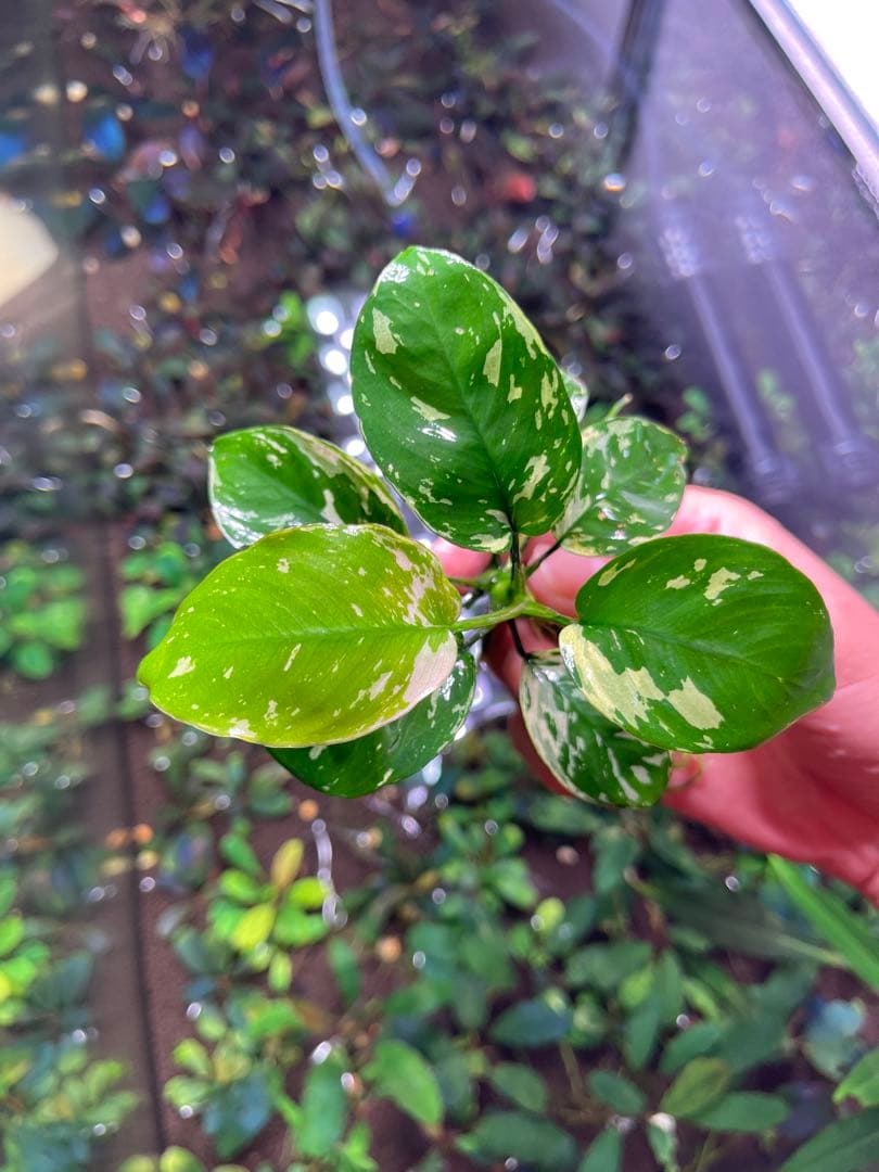 menehunecyan　※プロフ必読！ページ　アヌビアス　斑入りキング