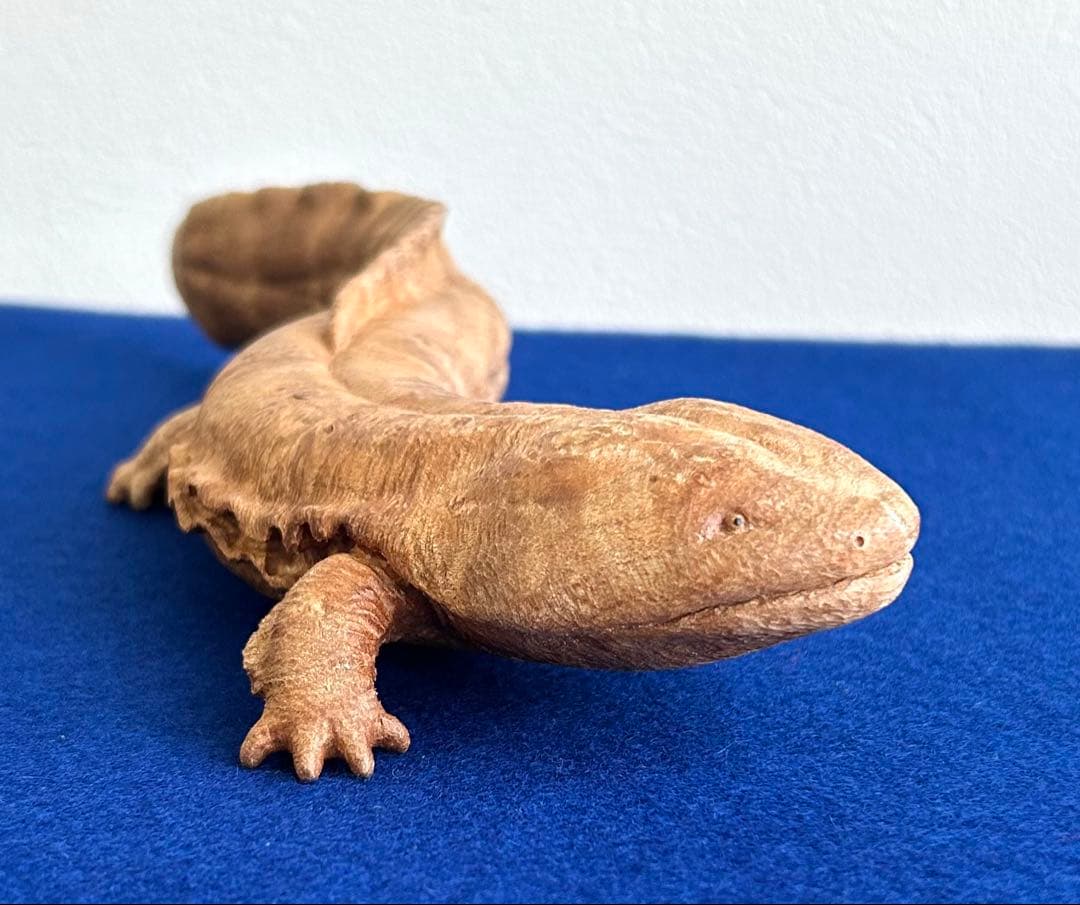 田中鱗水 メープル瘤材彫オオサンショウウオ 26cm 125.52g 神代杉台付