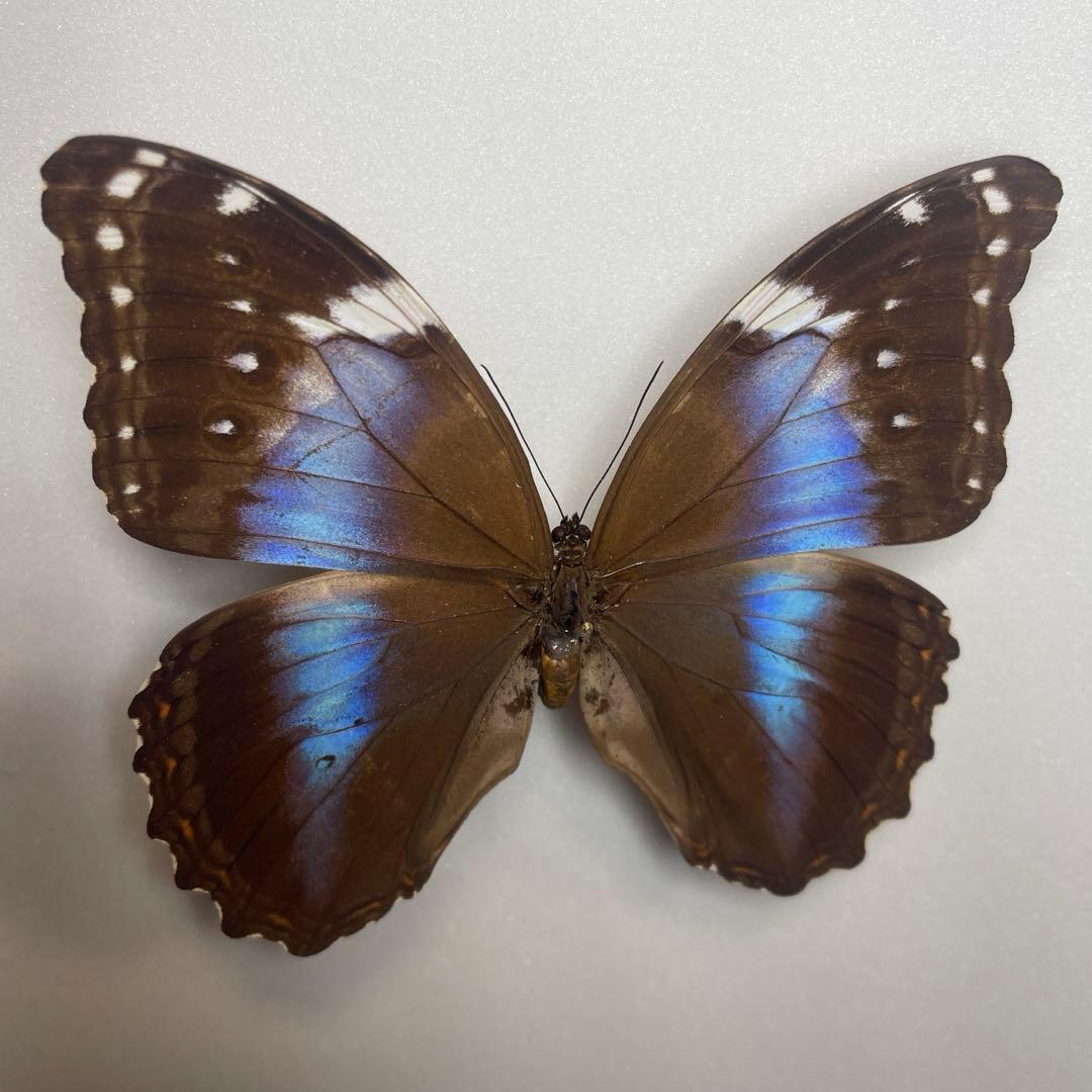 モルフォ蝶ヘラノールpindarusメス