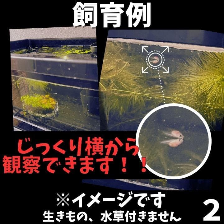 トロファスト 窓付き ヨコ置き ホワイト メダカ飼育ケース 4個セット