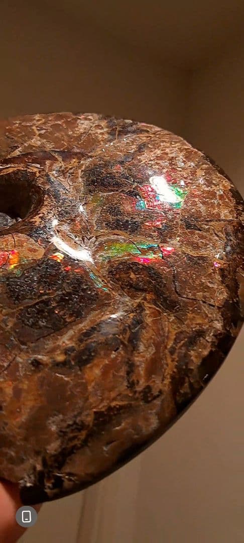 アンモライト　カナダアルバータ　化石　完全体　両面虹色　７色