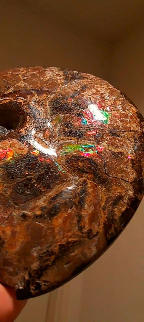 アンモライト　カナダアルバータ　化石　完全体　両面虹色　７色