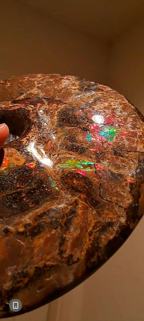 アンモライト　カナダアルバータ　化石　完全体　両面虹色　７色