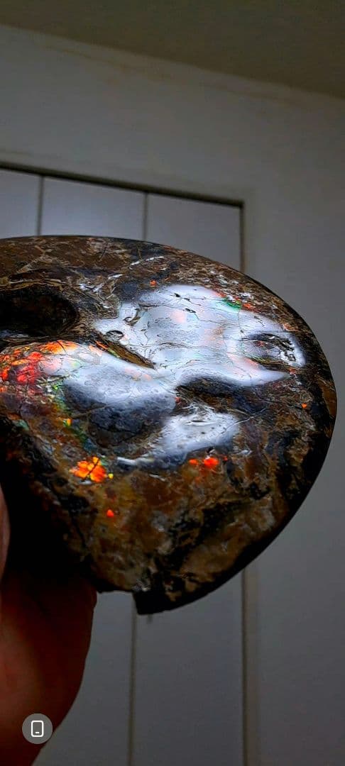 アンモライト　カナダアルバータ　化石　完全体　両面虹色　７色