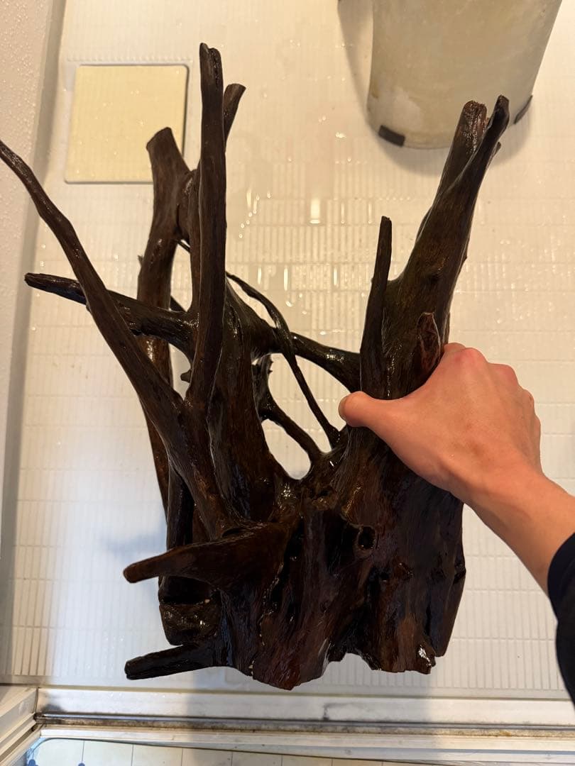 ADA ホーンウッド　2本セット　特大　送料無料