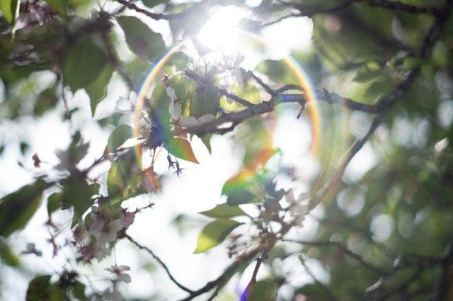 【オールドレンズ】smc takumar 55mm f1.8