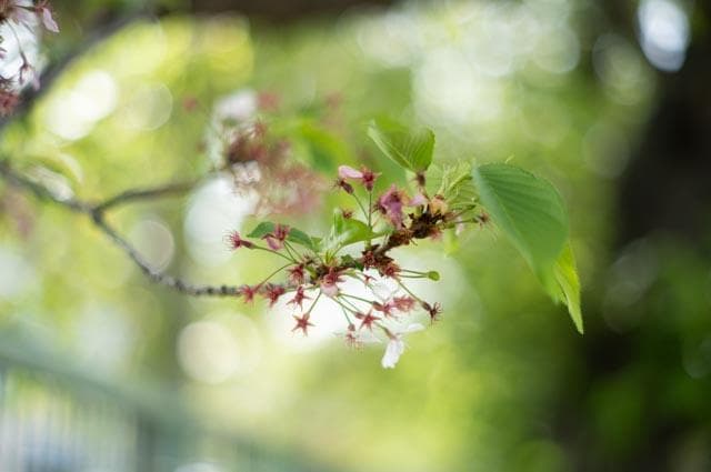 【オールドレンズ】smc takumar 55mm f1.8
