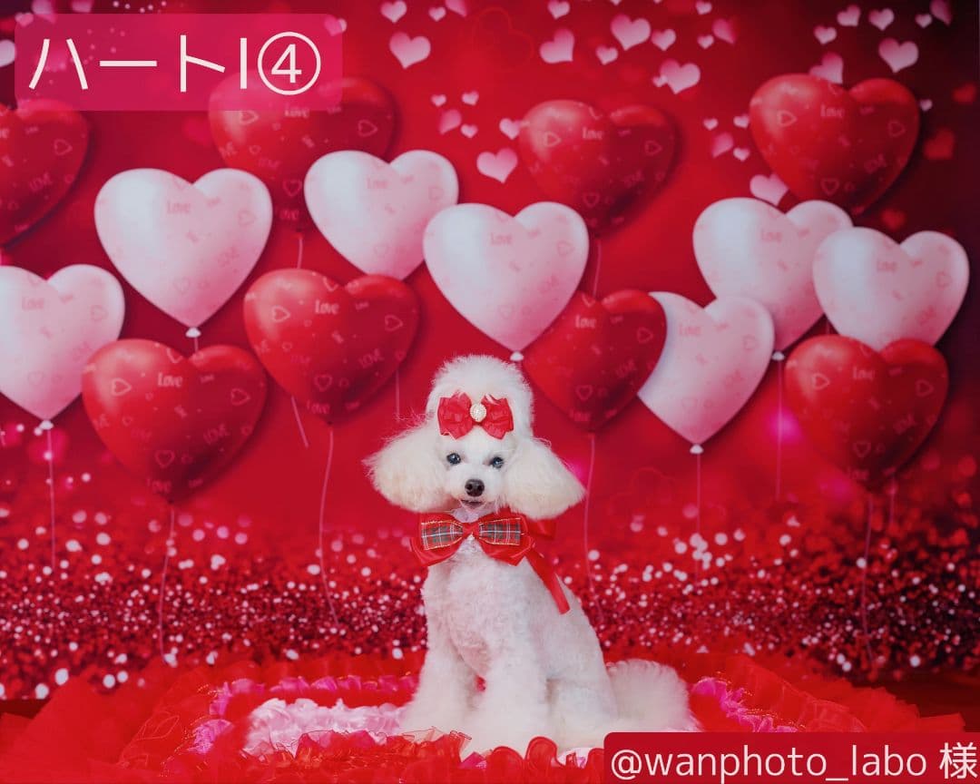 背景布【　ハートI　】サンプル　バレンタイン撮影用♪　トリミングチョーカー販売中