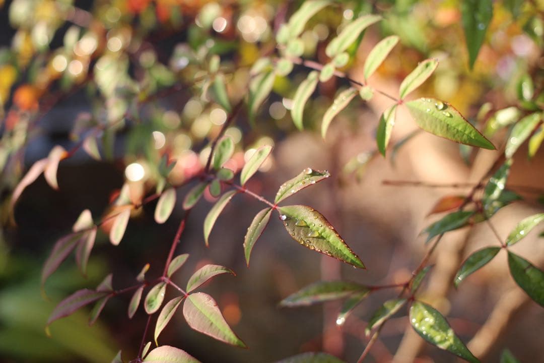 【ショット数極僅】Canon Kiss X7 ホワイト 希少色 スマホ転送◎